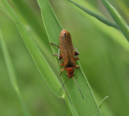 Réf. 300 935 : Cantharis livida